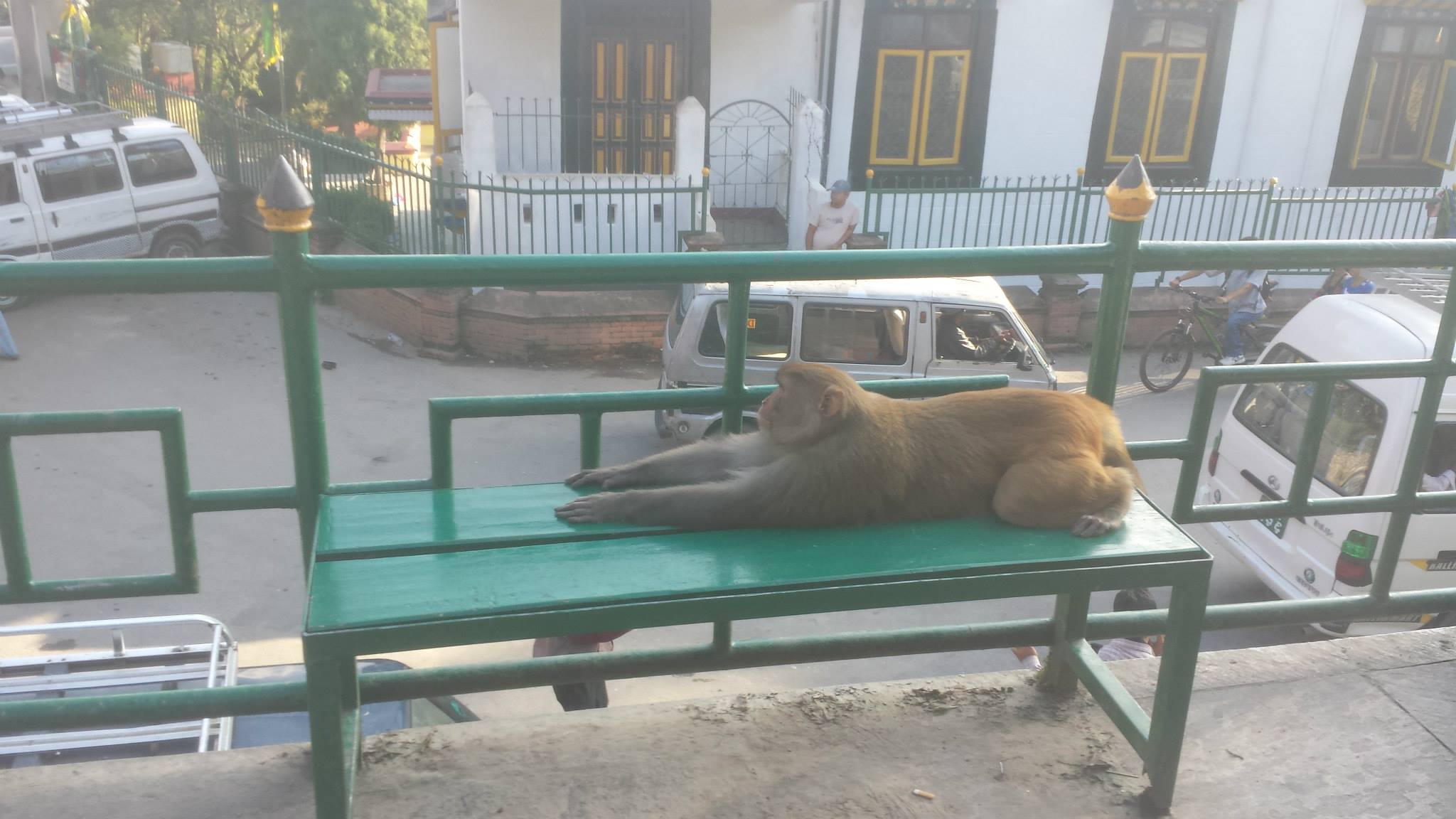 One of the sacred monkeys of Swayambhunath — do not smile at it